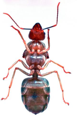 Réf. 210 822 : Oecophylla smaragdina